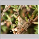 Panorpa sp - Skorpionsfliege m01a.jpg